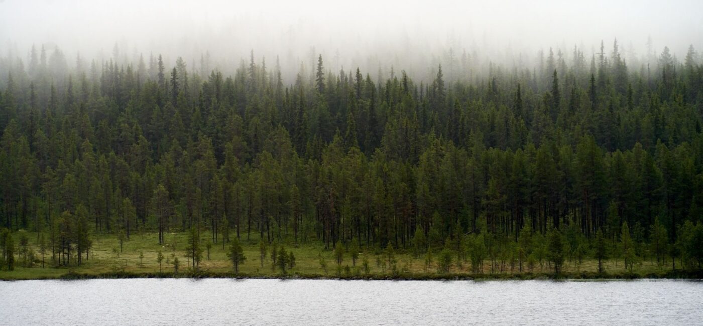 Tåget nåleskov ved en stille sø i et nordisk landskab